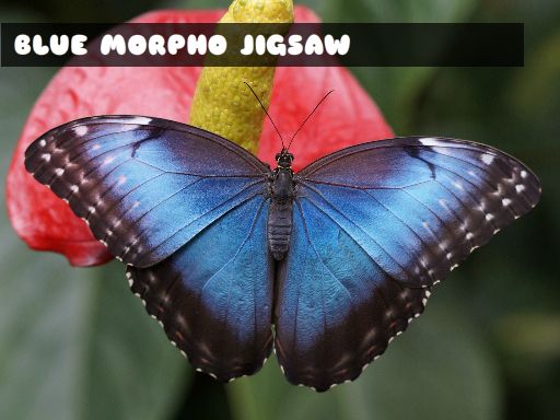 Jogo Blue Morpho Butterfly Jigsaw