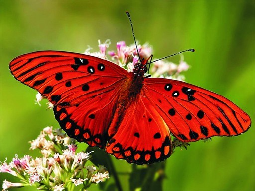 Jogo Nature Jigsaw Puzzle – Butterfly